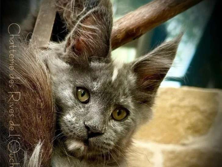 1 chaton femelle Maine Coon à réserver (LOOF)