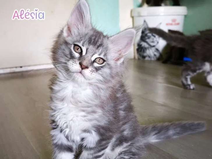 4 chatons Maine Coons LOOF à réserver