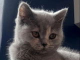 Une chatonne British Shorthair LOOF bleu tortie à vendre