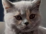 Une chatonne British Shorthair LOOF bleu tortie à vendre