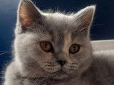 Une chatonne British Shorthair LOOF bleu tortie à vendre