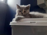 Une chatonne British Shorthair LOOF bleu tortie à vendre