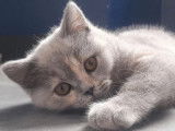 Une chatonne British Shorthair LOOF bleu tortie à vendre