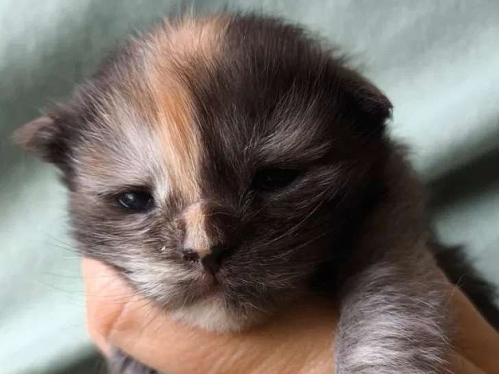 3 chatons Maine Coons LOOF disponibles à la réservation
