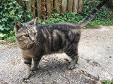 Chat adulte tigré à donner