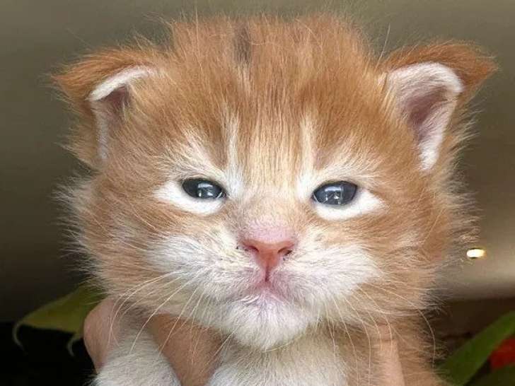 4 chatons Maine Coons à réserver (LOOF)