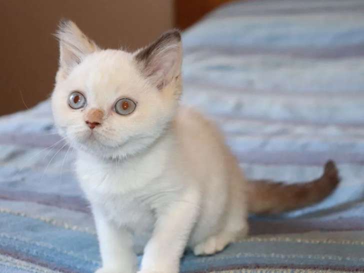 À réserver 1 chatonne British Shorthair (LOOF)