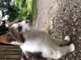 Chatte adulte à donner