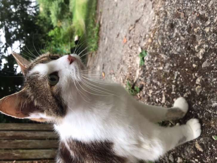 Chatte adulte à donner