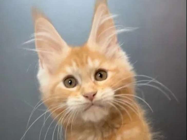 Une chatonne Maine Coon LOOF à réserver