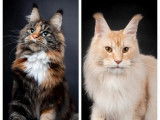 Une chatonne Maine Coon LOOF à réserver