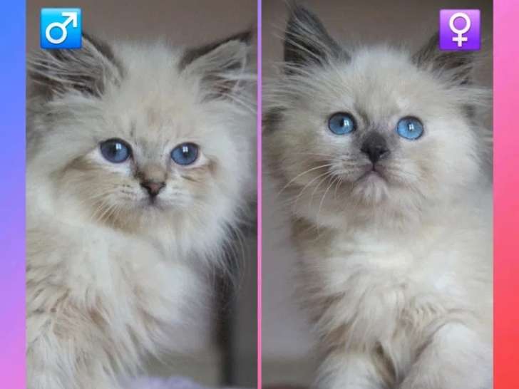 À réserver 2 chatons Sibériens LOOF