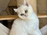 Un chaton British Shorthair mâle LOOF black sunshine à vendre