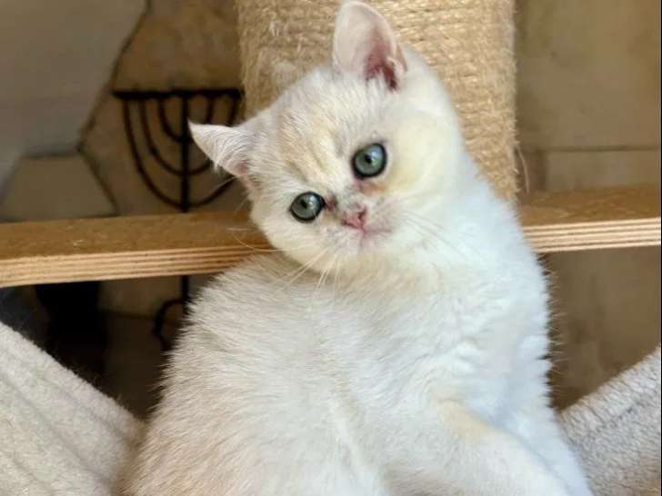 Un chaton British Shorthair mâle LOOF black sunshine à vendre
