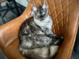 Chatte adulte Maine Coon à vendre
