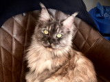 Chatte adulte Maine Coon à vendre