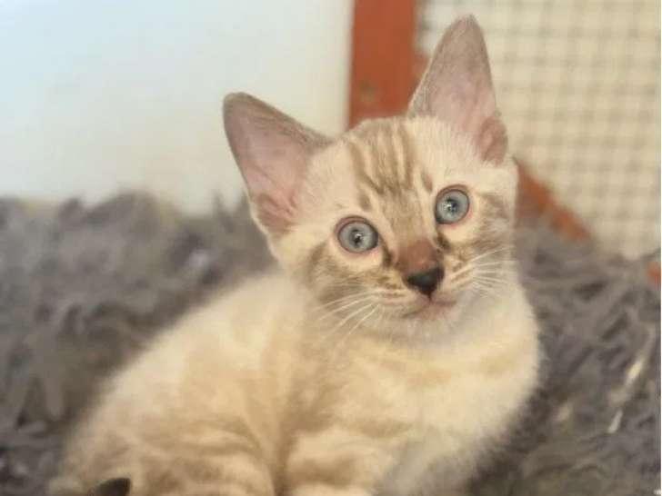 2 chatons Bengal disponibles la réservation (LOOF)