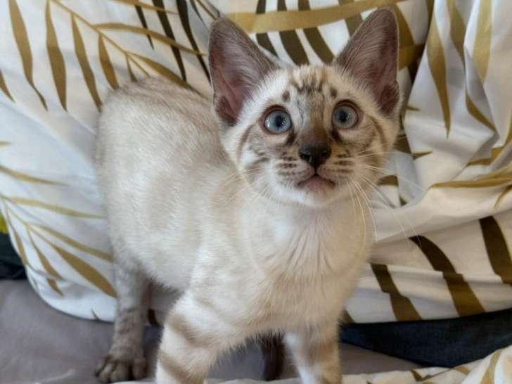 3 chatons Bengal disponibles la réservation (LOOF)