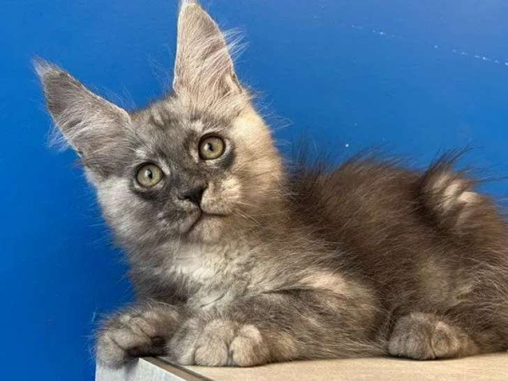 À réserver un chaton mâle Maine Coon black smoke LOOF