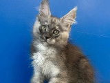 À réserver un chaton mâle Maine Coon black smoke LOOF