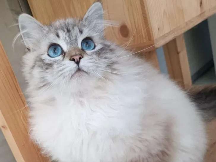 Un chat adulte Neva Masquerade seal tabby LOOF pour une saillie