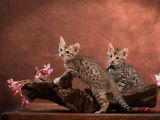 3 chatons Bengals LOOF à réserver brown rosetted à réserver