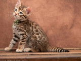 3 chatons Bengals LOOF à réserver brown rosetted à réserver