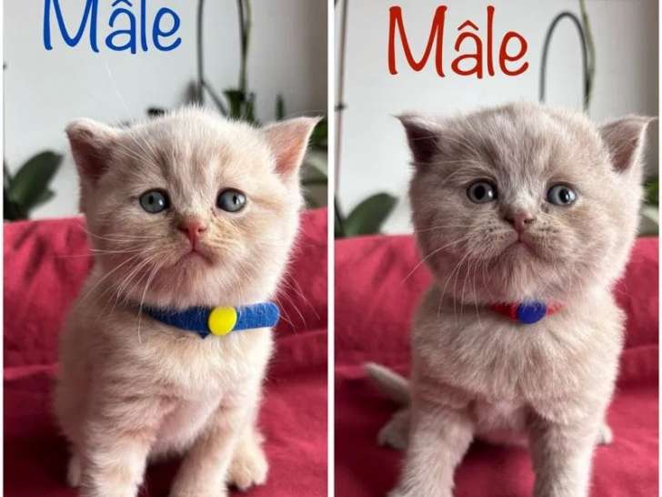 Disponibles à la réservation 6 chatons British Shorthair (LOOF)