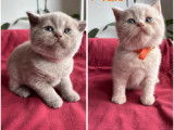Disponibles à la réservation 6 chatons British Shorthair (LOOF)