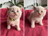 Disponibles à la réservation 6 chatons British Shorthair (LOOF)