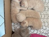 Disponibles à la réservation 6 chatons British Shorthair (LOOF)