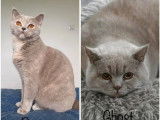 Disponibles à la réservation 6 chatons British Shorthair (LOOF)