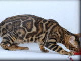 2 chatons Bengals LOOF disponibles à la vente