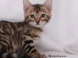 2 chatons Bengals LOOF disponibles à la vente