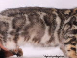 2 chatons Bengals LOOF disponibles à la vente