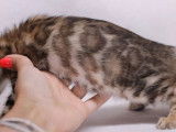 2 chatons Bengals LOOF disponibles à la vente
