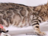 2 chatons Bengals LOOF disponibles à la vente