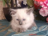 4 chatons Sibériens LOOF disponibles à la vente