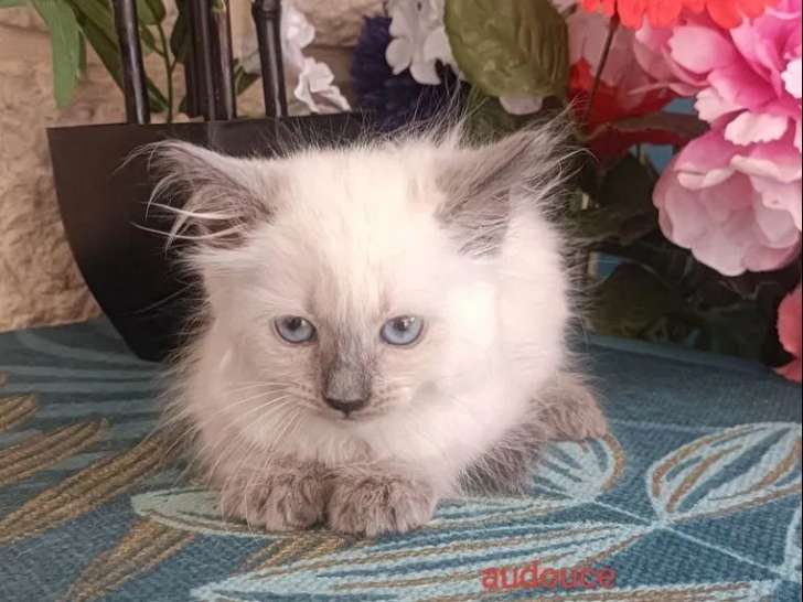 4 chatons Sibériens LOOF disponibles à la vente