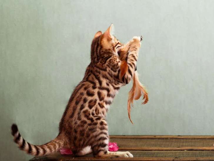 À réserver, 3 chatons Bengal (LOOF)