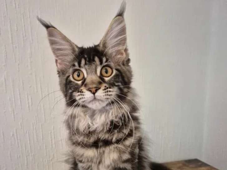 1 chatonne Maine Coon à vendre (LOOF)