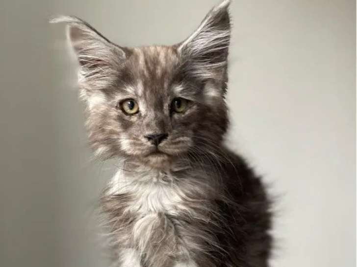 5 chatons mâles Maine Coon LOOF à réserver