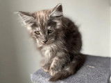 5 chatons mâles Maine Coon LOOF à réserver