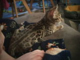 1 chaton Bengal femelle LOOF disponible à la vente