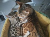 1 chaton Bengal femelle LOOF disponible à la vente