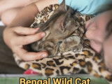 1 chaton Bengal femelle LOOF disponible à la vente