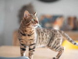 1 chaton Bengal femelle LOOF disponible à la vente