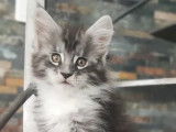 1 chaton mâle Maine Coon disponible à la vente (LOOF)