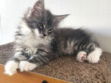 1 chaton mâle Maine Coon disponible à la vente (LOOF)