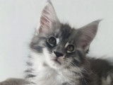 1 chaton mâle Maine Coon disponible à la vente (LOOF)